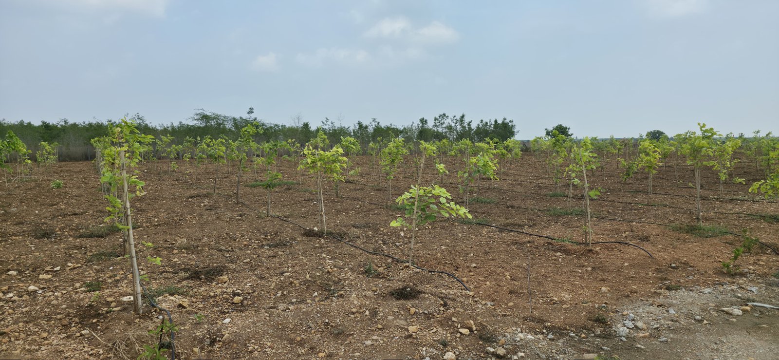 Farmland projects by Mayookha Farms